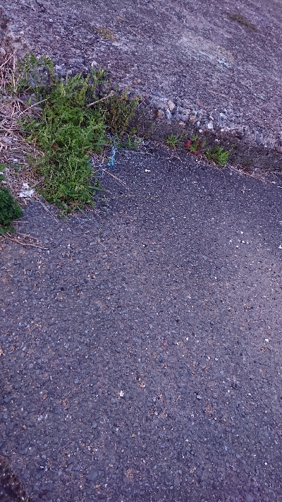 またまたヒラメきました！