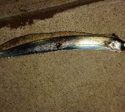 チョー久しぶりです!