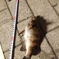 アジングのはずが…w