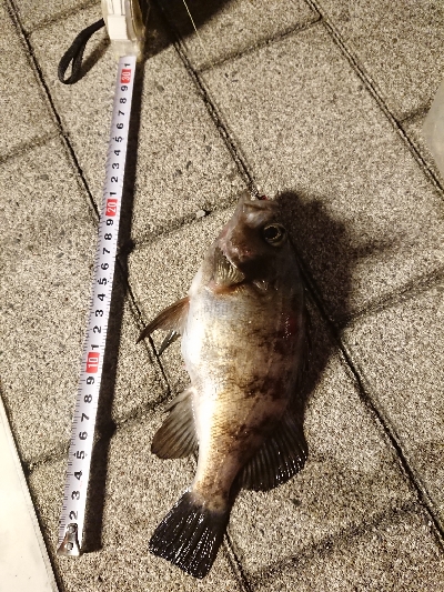 アジングのはずが…w