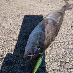 ホッケシーズン開幕！