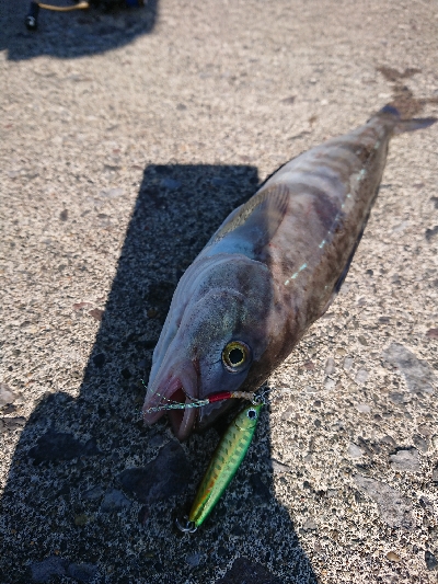 ホッケシーズン開幕！