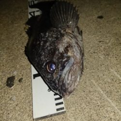 ライトタックルでしか出せない魚がいる!