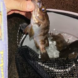 プラグに好反応♪