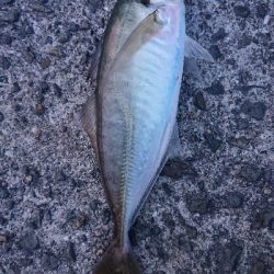 ささっとアジ調査