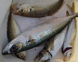 アジ居ました。