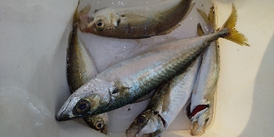 アジ居ました。