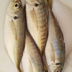 アジ居ました。