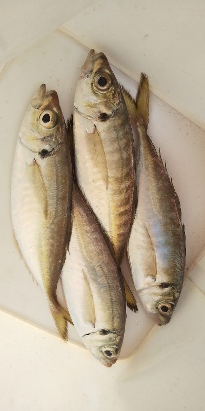 アジ居ました。