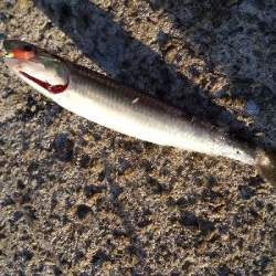 久々にアジが居ました。