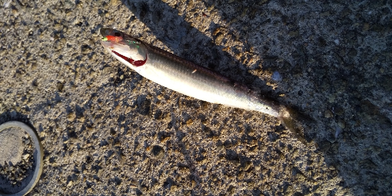 久々にアジが居ました。