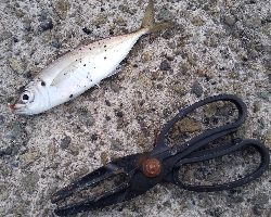 今日もアジ居ました。