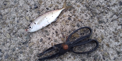 今日もアジ居ました。