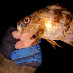 仕事終わりメバリング