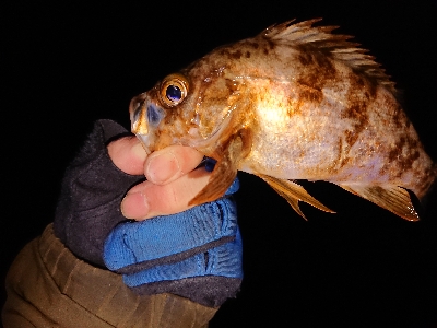 仕事終わりメバリング