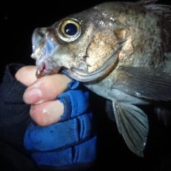 夕方からメバリング