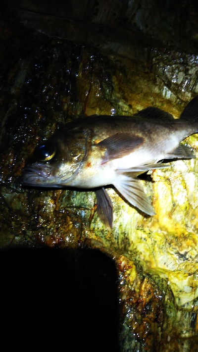 寒くなってきたよ