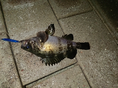 仕事終わりに短時間釣行