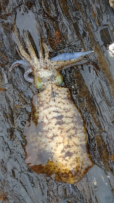 外出自粛要請ですが