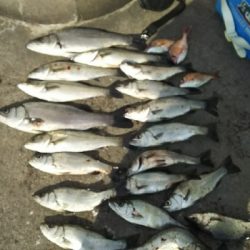 セイゴラッシュ！！