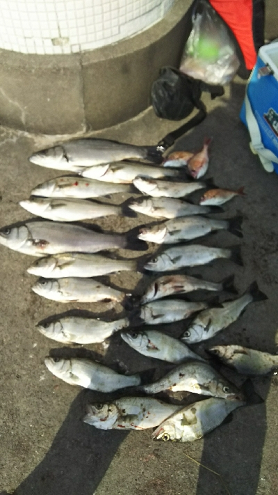 セイゴラッシュ！！