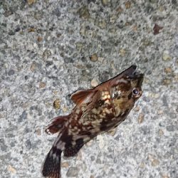 まだまだ濁りあり。