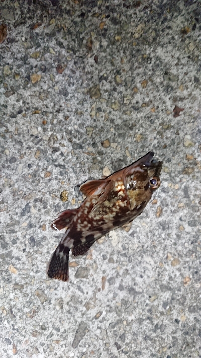 まだまだ濁りあり。