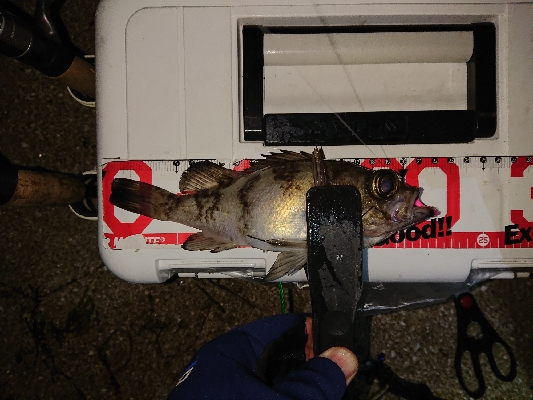 漁港のランガン