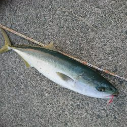 夕マズメに砂地狙いでまさかのメジロ！