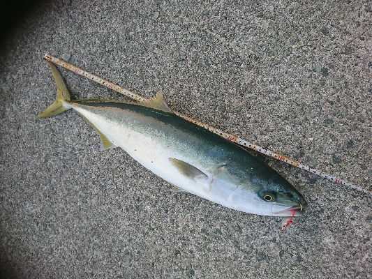 夕マズメに砂地狙いでまさかのメジロ！