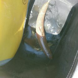 フラット狙いで、ようやくエソ！！