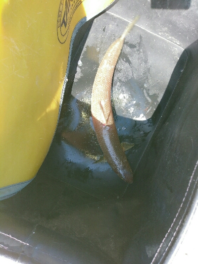 フラット狙いで、ようやくエソ！！