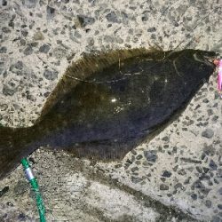 今季初ヒラメ50センチ弱1投目でゲット!