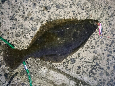 今季初ヒラメ50センチ弱1投目でゲット！