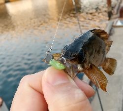 2020年4月6日釣行in箱崎ふ頭