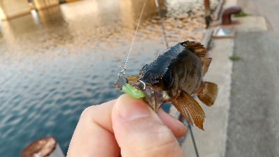 2020年4月6日釣行in箱崎ふ頭