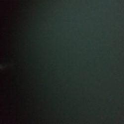 コウイカ どこへ行った?