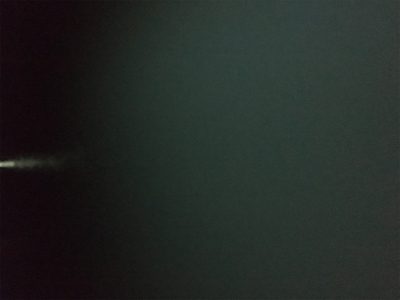 コウイカ どこへ行った?