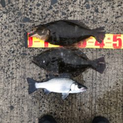 ヒラメ　セイゴ