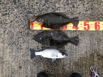 ヒラメ　セイゴ