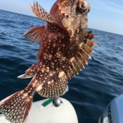 マイボートでタイラバ、ジギング、五目釣り