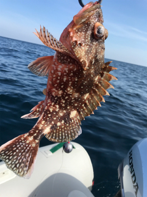 マイボートでタイラバ、ジギング、五目釣り