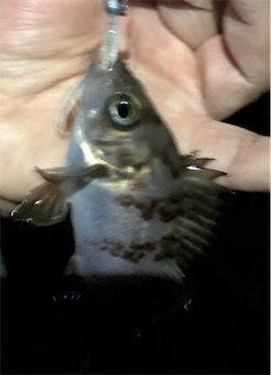 とある小雨混じりのメバリング