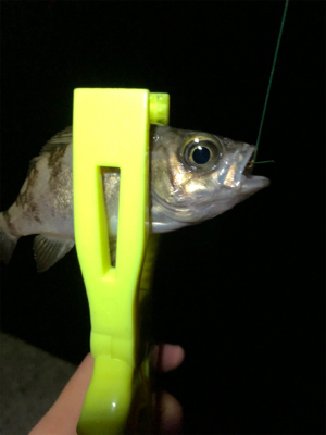 林崎漁港でアジング。