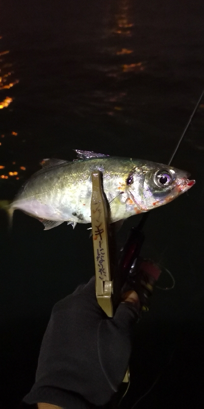 アジング 練習 132