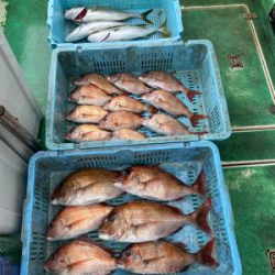 明石　　鯛サビキ