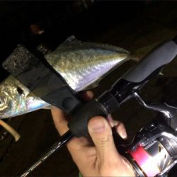 雨上がりアジング♪