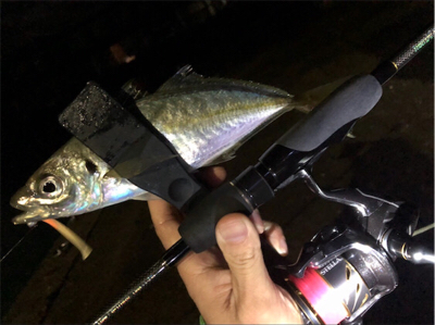 雨上がりアジング♪