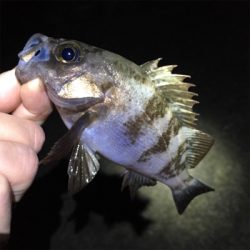 雨上がりのメバリング