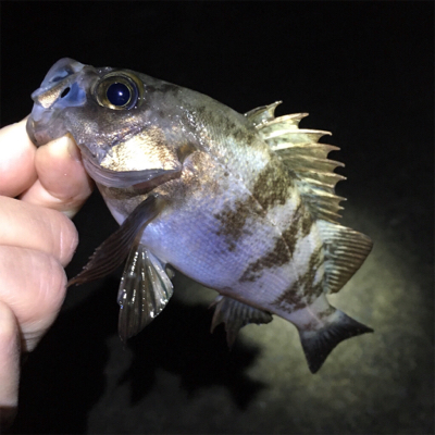 雨上がりのメバリング